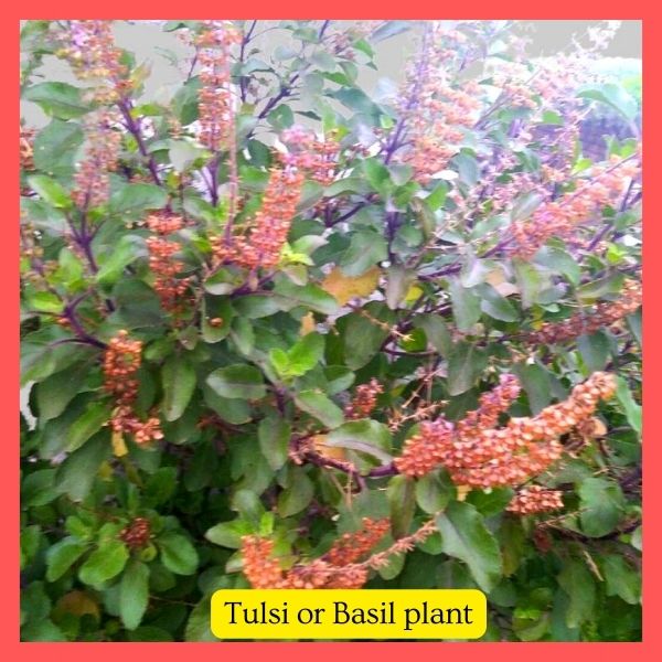 Holy Tulsi or Basil plant worshipped in Hindu Houses. Dry wood used for making Brajutpad.